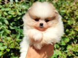 Teddy Bear Pomerian Boo