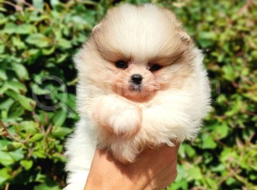 Teddy Bear Pomerian Boo görsel