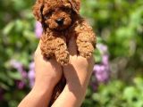 Orijinal Red Browntoypoodle Yavrular Şehirdışı Gönderilir