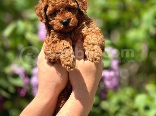 Orijinal Red Browntoypoodle Yavrular Şehirdışı Gönderilir görsel