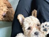 A Kalite Biblo Maltipoo