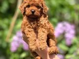 Orijinal Red Browntoypoodle Yavrular Şehirdışı Gönderilir