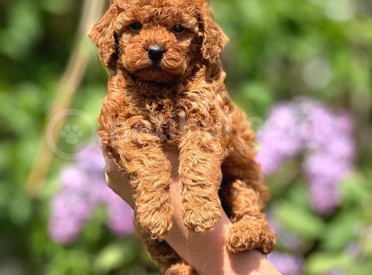 Orijinal Red Browntoypoodle Yavrular Şehirdışı Gönderilir görsel
