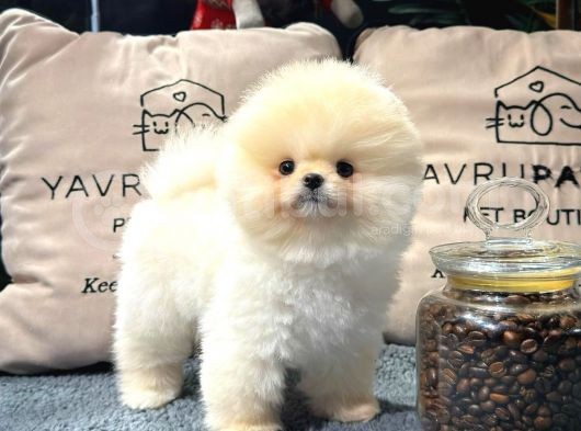 Muhteşem Güzelli̇kte Ayi Surat Pomerani̇an Boo Yavrularimiz görsel