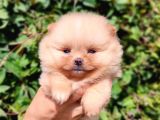 Teddy Bear Pomerian Boo