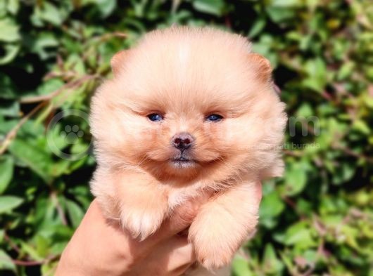 Teddy Bear Pomerian Boo görsel