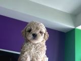 A kalite Biblo Maltipoo