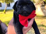Gül Kuyruk Orijinal Pug Mobs Yavrular Şehird Gönd