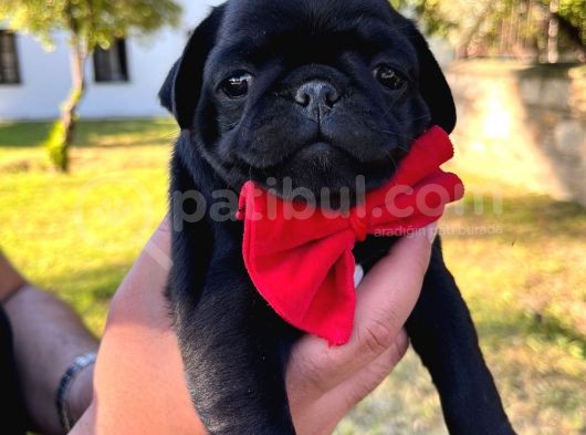 Gül Kuyruk Orijinal Pug Mobs Yavrular Şehird Gönd görsel
