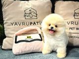 Muhteşem Güzelli̇kte Ayi Surat Pomerani̇an Boo Yavrularimiz