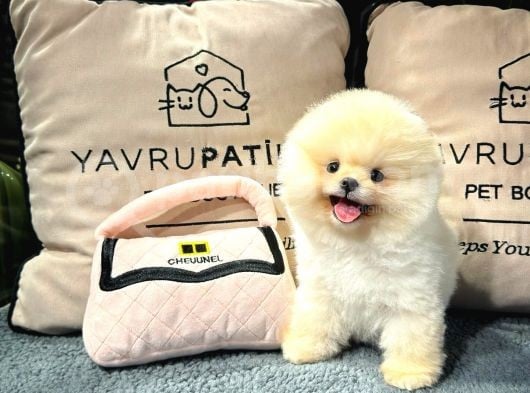 Muhteşem Güzelli̇kte Ayi Surat Pomerani̇an Boo Yavrularimiz görsel