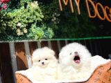 Beyaz Pomerani̇an Boo Yavrumuz