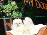 BEYAZ POMERANİAN BOO YAVRUMUZ