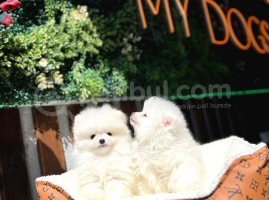 Beyaz Pomerani̇an Boo Yavrumuz