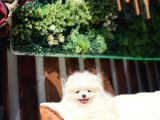 Beyaz Pomerani̇an Boo Yavrumuz