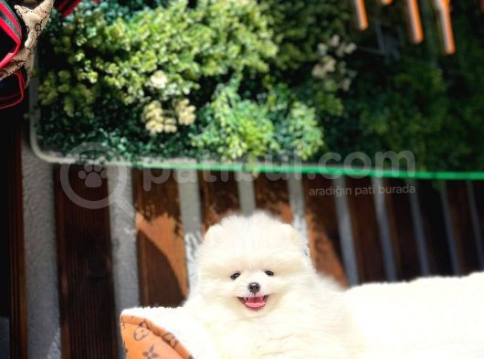 Beyaz Pomerani̇an Boo Yavrumuz görsel