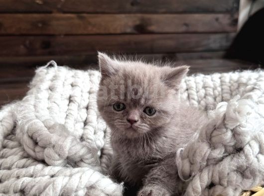 Karamel British Yavrumuz görsel