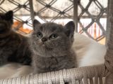 1Erkek British Shorthair