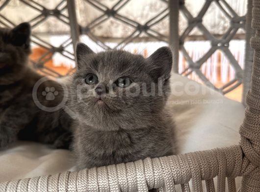 1Erkek British Shorthair görsel