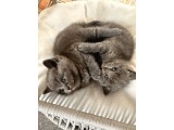 1erkek british shorthair