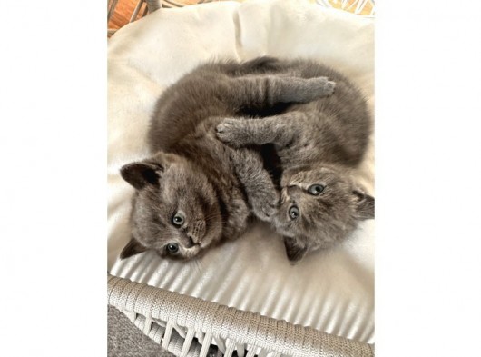 1Erkek British Shorthair