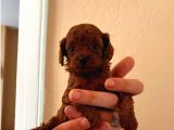 Tooy poodle cinsi yavrular DİŞİ erkek mevcuttur 
