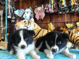 Dunyani̇n En Zeki̇ Irki Border Collie