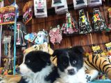 Dunyani̇n En Zeki̇ Irki Border Collie