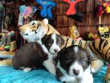 Dunyani̇n En Zeki̇ Irki Border Collie