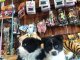 Dunyani̇n En Zeki̇ Irki Border Collie
