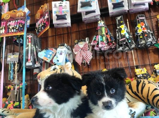 Dunyani̇n En Zeki̇ Irki Border Collie görsel