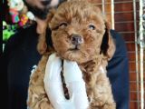 Scr Li Akıllı Ve Sevimli Toy Poodle