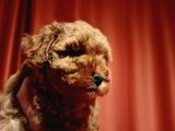 Scr Li Akıllı Ve Sevimli Toy Poodle