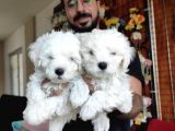 Hiç Büyümeyen Bembeyaz Maltese Terrier