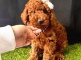 Koreni̇n Asi̇l Bebeği̇ Toy Boy Poodle Yavrular