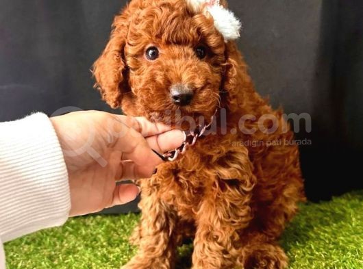 Koreni̇n Asi̇l Bebeği̇ Toy Boy Poodle Yavrular görsel
