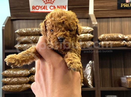 Teacup Poodle Bebekler görsel