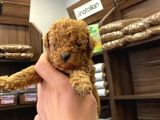 Teacup Poodle Bebekler