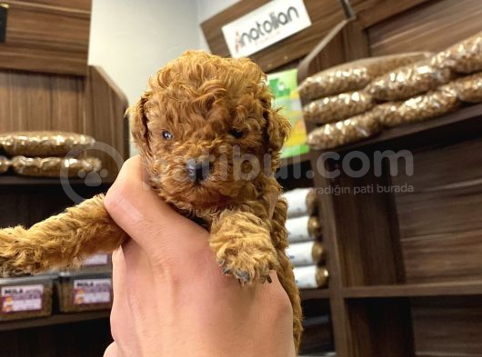 Teacup Poodle Bebekler görsel
