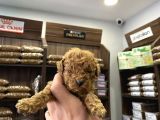 Teacup Poodle bebekler