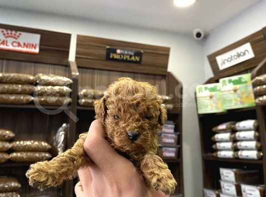 Teacup Poodle Bebekler