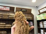 Teacup Poodle Bebekler