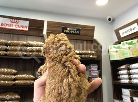 Teacup Poodle Bebekler görsel