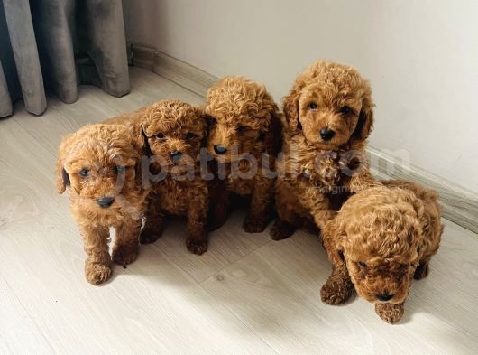 Dünya Tatlısı Toy Poodlle Yavrularım görsel