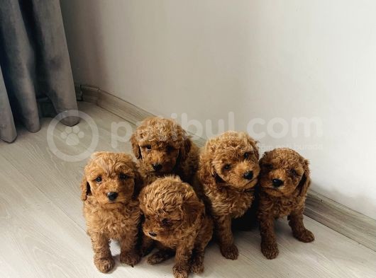 Dünya Tatlısı Toy Poodlle Yavrularım görsel
