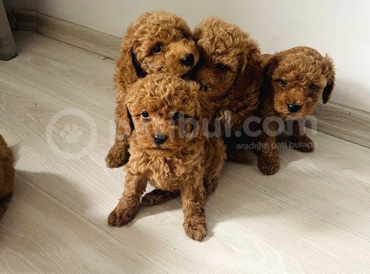 Dünya Tatlısı Toy Poodlle Yavrularım görsel