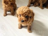 Dünya Tatlısı Toy Poodlle Yavrularım