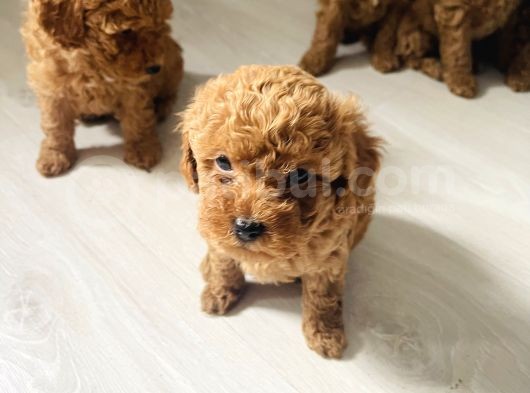 Dünya Tatlısı Toy Poodlle Yavrularım görsel