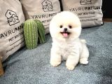 Gülen Surat Pomeranian Boo Yavrularımız