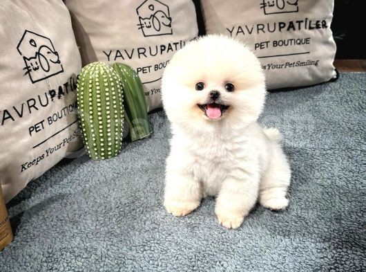 Gülen Surat Pomeranian Boo Yavrularımız